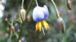 Dianella tasmanica im Garten pflanzen (Einrichtungsbeispiele mit Blaue Flachslilie)