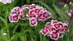 Dianthus barbatus im Garten pflanzen (Einrichtungsbeispiele mit Bart-Nelke)