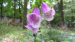 Digitalis purpurea im Garten pflanzen (Einrichtungsbeispiele mit Roter Fingerhut)