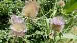 Dipsacus fullonum im Garten pflanzen (Einrichtungsbeispiele mit Wilde Karde)