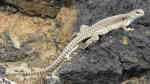 Dipsosaurus dorsalia im Terrarium halten (Einrichtungsbeispiele für Wüstenleguan)