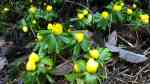 Eranthis hyemalis im Garten pflanzen (Einrichtungsbeispiele mit Winterling)