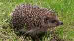 Erinaceus im Garten (Einrichtungsbeispiele mit Igel)