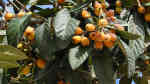 Eriobotrya japonica im Garten pflanzen (Einrichtungsbeispiele mit Japanische Wollmispel)