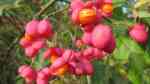 Euonymus europaeus im Garten pflanzen (Einrichtungsbeispiele mit Pfaffenhütchen)