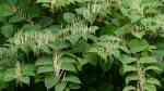 Fallopia japonica im Garten pflanzen (Einrichtungsbeispiele mit Japanischer Staudenknöterich)