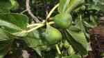 Ficus carica im Garten pflanzen (Einrichtungsbeispiele mit Feigenbaum)