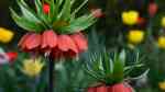 Fritillaria imperialis im Garten pflanzen (Einrichtungsbeispiele mit Kaiserkrone)