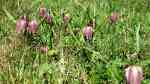 Fritillaria meleagris im Garten pflanzen (Einrichtungsbeispiele mit Schachbrettblume)