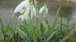 Galanthus nivalis am Gartenteich pflanzen (Einrichtungsbeispiele mit Schneeglöckchen)