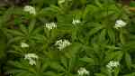 Galium odoratum im Garten pflanzen (Einrichtungsbeispiele mit Waldmeister)