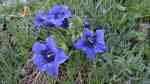 Gentiana alpina am Gartenteich pflanzen (Einrichtungsbeispiele mit Alpen-Enzian)