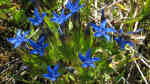 Gentiana nivalis am Gartenteich pflanzen (Einrichtungsbeispiele mit Schnee-Enzian)