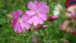 Geranium macrorrhizum im Garten pflanzen (Einrichtungsbeispiele mit Balkan-Storchschnabel)