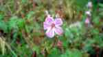 Geranium robertianum im Garten pflanzen (Einrichtungsbeispiele mit Ruprechtskraut)