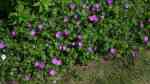 Geranium sanguineum am Gartenteich pflanzen (Einrichtungsbeispiele mit Blutroter Storchschnabel)