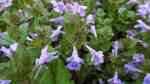 Glechoma hederacea im Garten pflanzen (Einrichtungsbeispiele mit Gundermann)