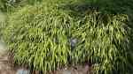 Hakonechloa macra im Garten pflanzen (Einrichtungsbeispiele mit Japan-Zwergschilf)