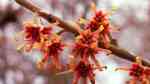 Hamamelis im Garten pflanzen (Einrichtungsbeispiele mit Zaubernuss)