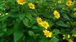 Helianthus decapetalus am Gartenteich pflanzen (Einrichtungsbeispiele mit Stauden-Sonnenblume)