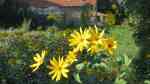 Helianthus tuberosus im Garten pflanzen (Einrichtungsbeispiele mit Topinambur)