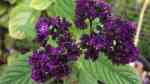 Heliotropium arborescens im Garten pflanzen (Einrichtungsbeispiele mit Vanilleblume)