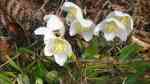 Helleborus niger im Garten pflanzen (Einrichtungsbeispiele mit Christrose)