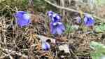 Hepatica nobilis im Garten pflanzen (Einrichtungsbeispiele mit Leberblümchen)