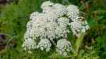 Heracleum lanatum im Garten pflanzen (Einrichtungsbeispiele mit Wolliger Bärenklau)