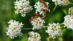 Heracleum sphondylium im Garten pflanzen (Einrichtungsbeispiele mit Wiesen-Bärenklau)