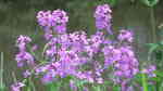 Hesperis matronalis im Garten pflanzen (Einrichtungsbeispiele mit Nachtviole)