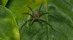 Heteropoda venatoria im Terrarium halten (Einrichtungsbeispiele mit Riesenkrabbenspinnen)