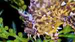 Histrio histrio im Aquarium halten (Sargassum-Anglerfisch)