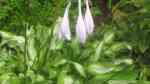 Hosta sieboldii am Gartenteich pflanzen (Einrichtungsbeispiele mit Schmalblättrige Funkie)