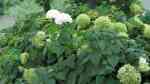 Hydrangea arborescens im Garten pflanzen (Einrichtungsbeispiele mit Ballhortensie)