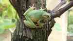 Hyla arborea im Garten (Einrichtungsbeispiele mit Europäischer Laubfrosch)