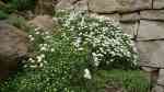 Iberis sempervirens im Garten pflanzen (Einrichtungsbeispiele mit Immergrüne Schleifenblume)