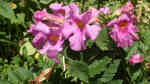 Incarvillea delavayi am Gartenteich pflanzen (Einrichtungsbeispiele mit Freilandgloxinie)