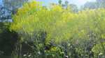 Isatis tinctoria im Garten pflanzen (Einrichtungsbeispiele mit Färberwaid)