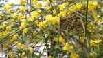 Jasminum mesnyi im Garten pflanzen (Einrichtungsbeispiele mit Primel-Jasmin)