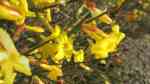 Jasminum nudiflorum im Garten pflanzen (Einrichtungsbeispiele mit Winterjasmin)