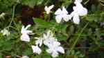 Jasminum officinale im Garten pflanzen (Einrichtungsbeispiele mit Echter Jasmin)