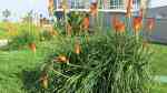 Kniphofia uvaria im Garten pflanzen (Einrichtungsbeispiele mit Schopf-Fackellilie)