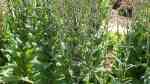 Lactuca sativa var. angustana im Garten pflanzen (Einrichtungsbeispiele mit Spargelsalat)