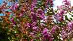 Lagerstroemia indica im Garten pflanzen (Einrichtungsbeispiele mit Chinesische Lagerströmie)