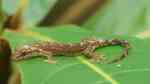 Lepidodactylus lugubris im Terrarium halten (Einrichtungsbeispiele mit Jungferngeckos)