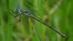 Lestes sponsa im Garten (Einrichtungsbeispiele mit Gemeine Binsenjungfer)