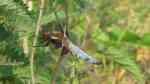 Libellula depressa am Gartenteich (Einrichtungsbeispiele mit Plattbauchlibelle)