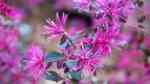 Loropetalum chinense im Garten pflanzen (Einrichtungsbeispiele mit Riemenblüte)