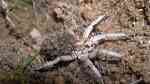 Lycosa tarantula im Terrarium halten (Die Wolfsspinne als Haustier)